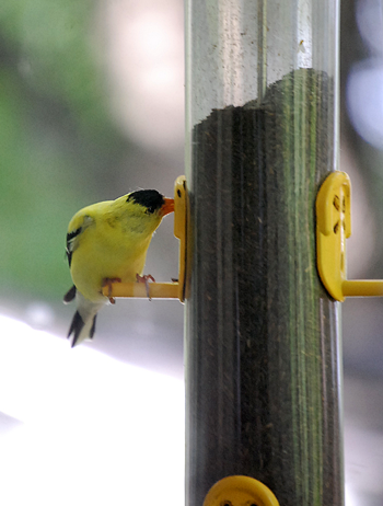An American Goldfinch eats Nyjer®™ from a feeder