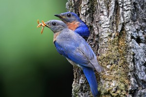 Eastern Bluebird with young