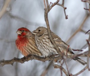 House Finch Male and Female