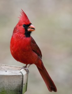 Northern-Cardinal-Male