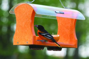 Baltimore Oriole on Birds Choice Feeder