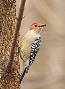 red-bellied-woodpecker_web