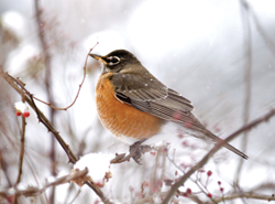American-Robin-winterWeb