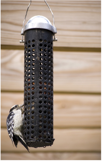 Downy woodpecker on feeder