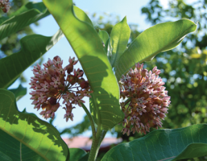 Plant native milkweed plants, the sole food source for Monarch larvae.