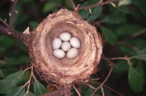 American Goldfinch nest with eggs.