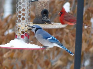 Blue Jay and Cardinal at feeders by Jim Weisman