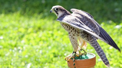 Peregrine Falcon demonstration