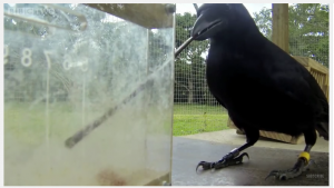 Crow using tool