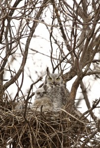 Great Horned Owl on Nest with Owlet
