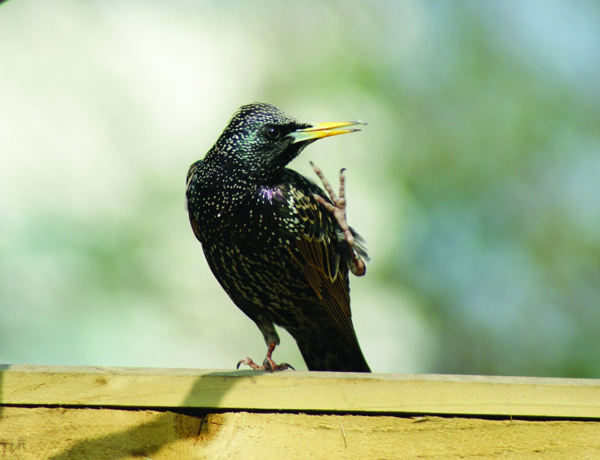 What is a Blackbird? - All Seasons Wild Bird Store