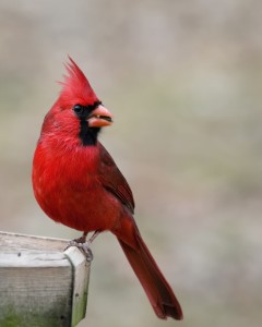 Beautiful red cardinal eating a sunflower seed at a bird feeder