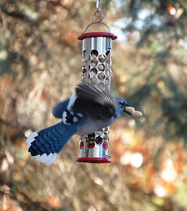 Blue jay flying with peanut in beak