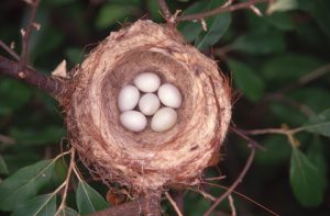 American Goldfinch Nest 