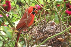 Northern Cardinal Nest