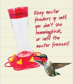 keep hummer feeders up