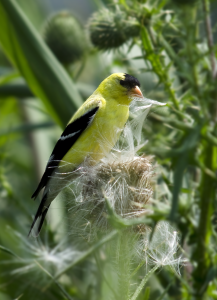 Goldfinch with thistle down in beak