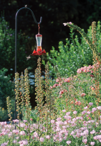 Flowers and nectar feeder