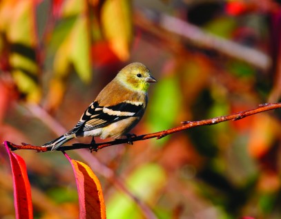 American Goldfinch in autumn