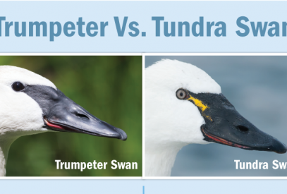 Trumpeter-vs-Tundra-Web
