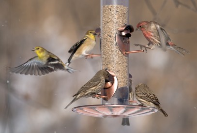 Variety of finches at feeder in winter