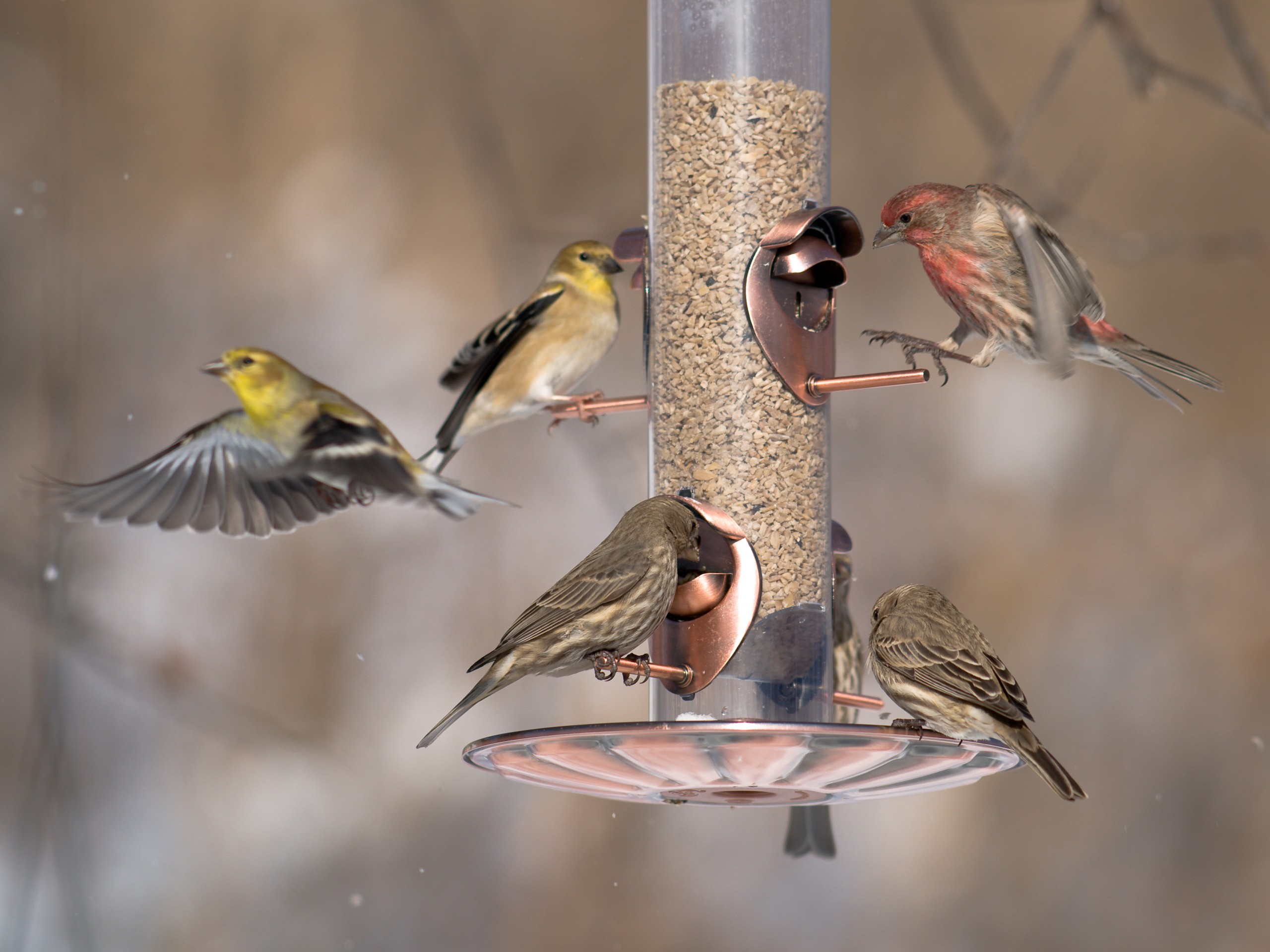 Variety of finches at feeder in winter
