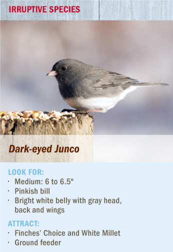 Dark-eyed Juncos are irruptive species in the Twin Cities area of Minnesota