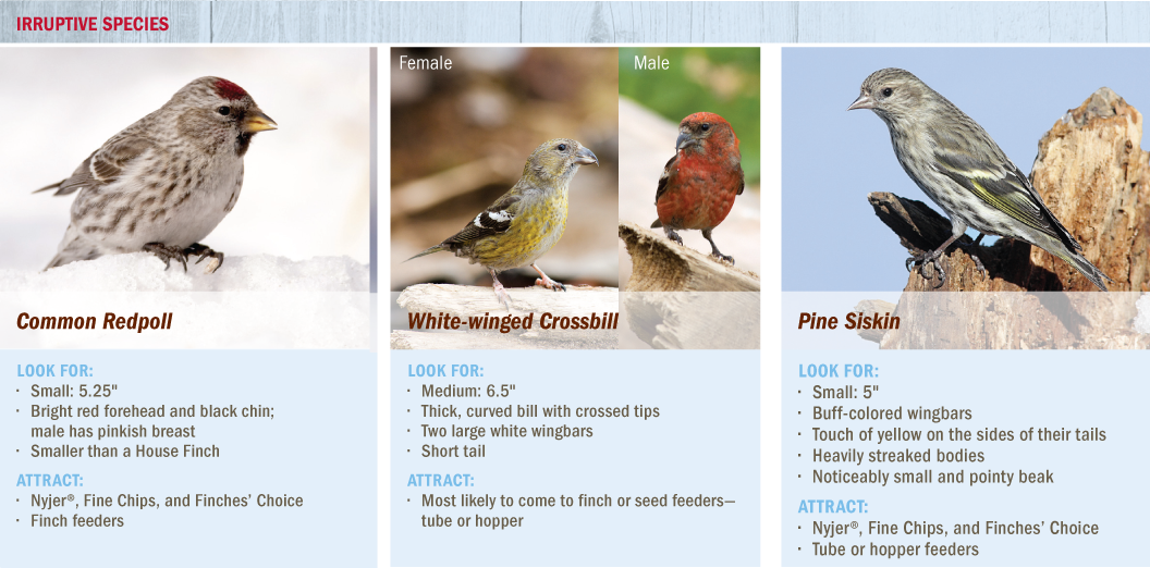 Pine Siskins, crossbills and Common Redpolls are irruptive species in the winter in Minnesota