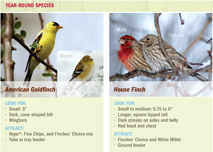 Year-round species in the Twin Cities area of Minnesota