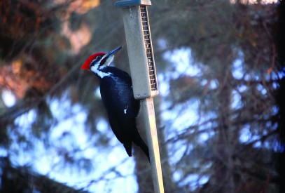 Pileated woodpecker on tail prop suet feeder