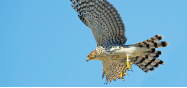 Raptors! A Guide to Minnesota's Birds of Prey - All Seasons Wild Bird Store