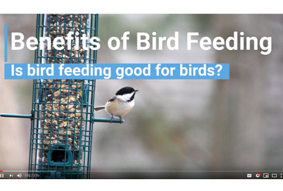 Screenshot of video: is birdfeeding good for birds