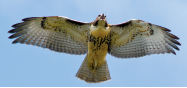 Raptors! A Guide to Minnesota's Birds of Prey - All Seasons Wild Bird Store