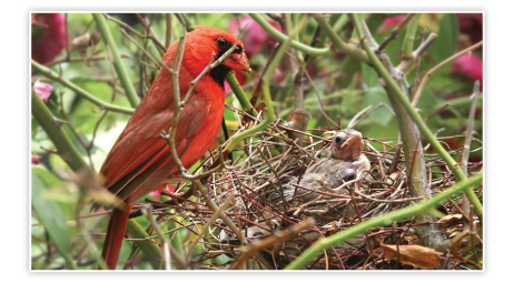 Red shop bird nest