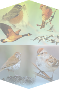 Changing Birds in Minnesota