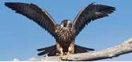 Raptors! A Guide to Minnesota's Birds of Prey - All Seasons Wild Bird Store