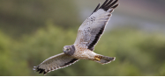 Raptors! A Guide to Minnesota's Birds of Prey - All Seasons Wild Bird Store