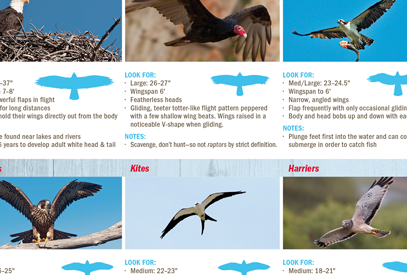 Birds Of Prey: Hawks, Eagles, Falcons, and Vultures of North America