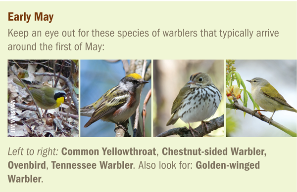 Warblers found in Minnesota in Early May