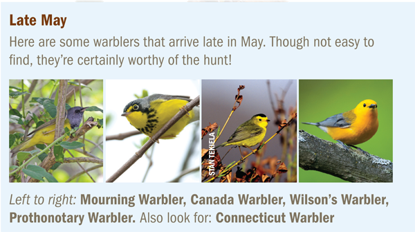  Late May warbler arrivals in Minnesota