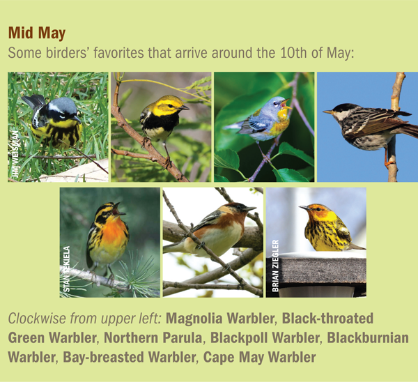 Mid May warbler arrivals in Minnesota
