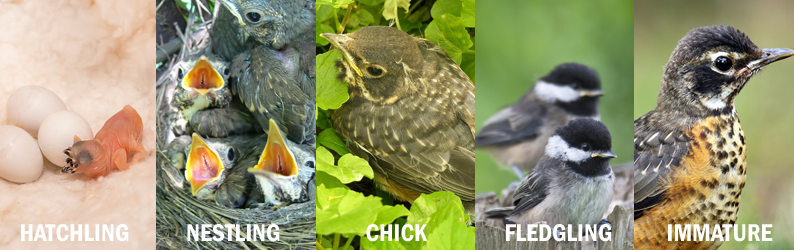 Birds' Life Stages