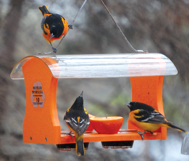 Three male baltimore orioles on an orange-colored jelly feeder with a sliced orange