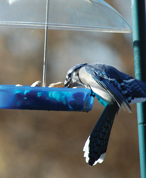 A blue jay pulls a peanut-in-the-shell from a feeder