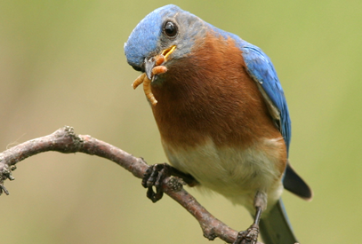 Bluebird in spring