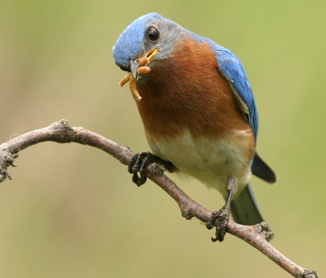 A bluebird eating mealworms