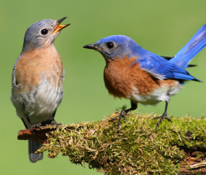 Attracting Bluebirds - All Seasons Wild Bird Store