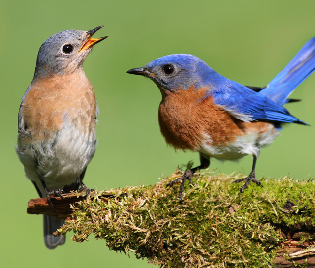 A female and male bluebird on a piece of moss