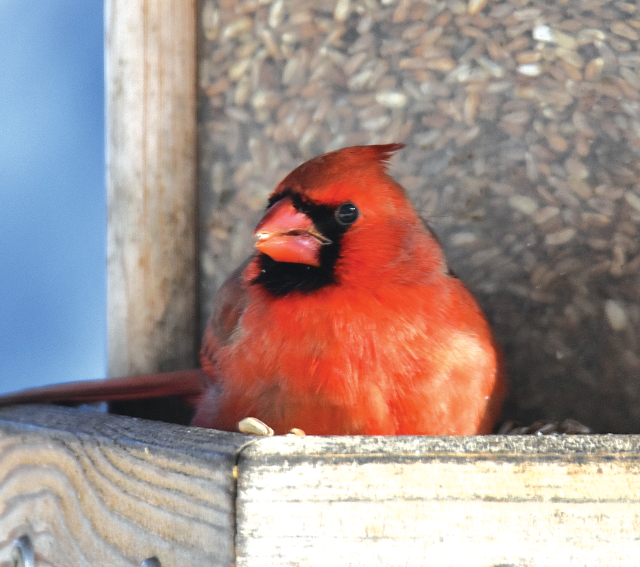 A red cardinal eats seed on a wooden feeder