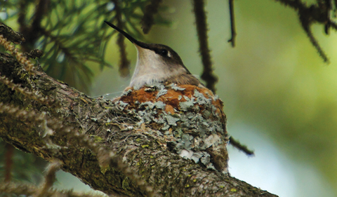 Hummingbird sitting on tiny nest affixed to tree branch